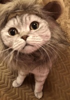 小家观察 | 宠物智能设备受追捧，“铲屎官”的钱有多好赚？