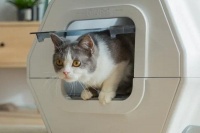 95后女孩怕猫孤单用机器人陪伴，宠物智能设备成为新风尚