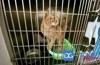 春节宠物寄养笼位紧俏 新推上门喂宠物服务
