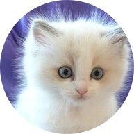 爱沃派上门宠物托管服务提供商