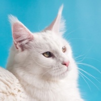 宠物知识丨50个狗狗知识总结