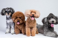 泰迪犬教育指南：科学引导，温柔教育，打造淘气狗狗