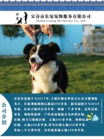 宜春狗狗训练 狗狗训练机构 乐宠宠物