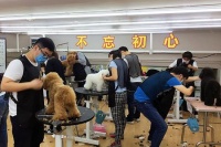 在宠物店学习与学校学习有哪些不同呢