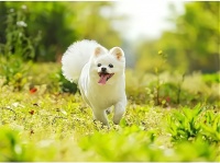 宠爱国际宠物医疗加盟费多少钱