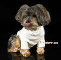 前沿：宠物时尚冬装