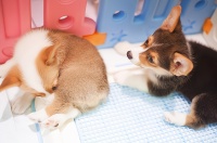 宠物造型师：专业打造宠物时尚新潮的引领者！