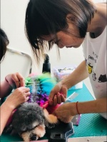 武汉宠物美容专业C2加强培训班
