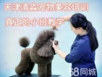 清淼宠物美容培训学校 招生了，犬业美容师协会“合作培训机构”
