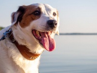 狗狗挨打会记仇吗？揭秘宠物心理世界的奥秘！