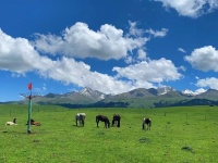 失去宠物就像失去家人一样