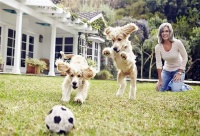 宠物训练：训练一只狗需要花多少钱，你知道吗？