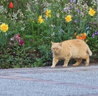 带猫咪去宠物医院看诊，不仅要做好准备工作，基本检查项目要知道