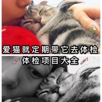 猫咪每年体检都需要查什么项目？超详细攻略