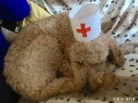 在家就能做的日常宠物健康检查，方法简单有用，建议收藏