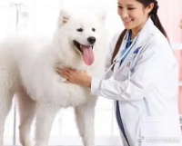 宠物检查项目清单详解，拒绝乱检查