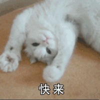 宠物体检要做哪些项目？多久体检一次？看这一篇就够了！