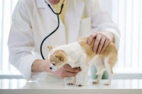 养狗人士必知五大狗狗护理知识，你知道吗？