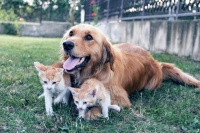 收藏好！宠物的护理技巧