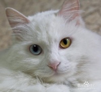 铲屎官必看:宠物口腔护理小知识