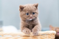 时下流行宠物有哪些呢？