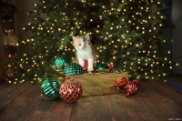 中国宠物装饰品行业市场规模及未来发展趋势