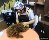 宠物美容师必备的工具有哪些，分别是做什么用？