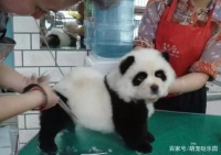 宠物狗的纹身秀，改装后的样子真是太逼真，狗子：宝宝真的好无奈