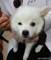 韩国整容界给狗子们双眼皮，开眼角，做拉皮，就为了被高看一眼？