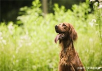 如何通过训练增加小狗的服从性，有什么好的方法？