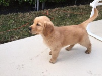 小金毛主人必备：如何让你的毛孩子变得乖乖听话？