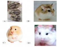 以下四项，（）作宠物时需除臭腺。