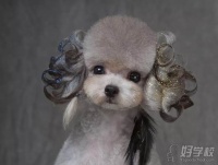 北京高级宠物美容培训班
