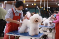 成都C级宠物美容+训犬师综合班