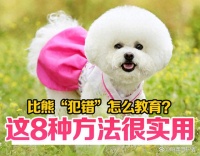 比熊“犯错”怎么教育？这8种训练技巧很实用！