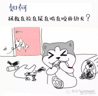 乱拉乱尿乱啃咬的小狗，怎样拯救？