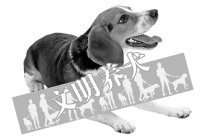 狗狗“放飞自我”？不文明养犬行为怎么管