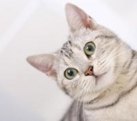 【杭州宠物训练】训练猫咪的方法有哪些？