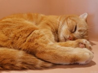 猫咪社会化训练9个方法