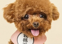 烟台培训宠物美容哪家好