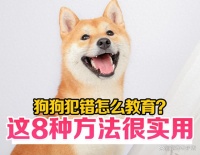 狗狗“做错事”怎么教育？这8种训练“方法”很实用！