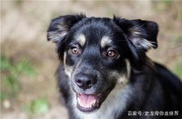 15种教育狗狗办法，你都知道吗？快来学习吧