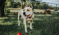 如何训练狗狗叼球？