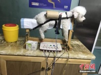 针灸、吃中药、按摩…… 宠物“中兽医”诊所火了