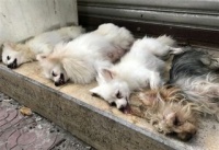 无证“兽医”当街割狗狗声带　每只50元