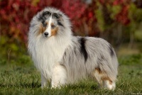 家里养宠物的人最怕宠物发生意外事故导致受伤，有哪些宠物急救小知识呢？