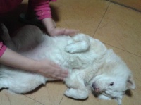 狗狗和猫咪心肺复苏做法的教程