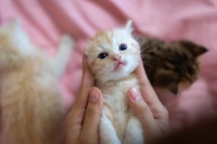 猫鼻支速愈秘籍：让爱宠重拾活力，主人不再焦虑的终极指南！