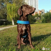 宠物骨折手术后该如何锻炼恢复？