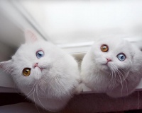 超美异瞳猫，眼睛闪亮如同宝石，看着美丽却伴随着病痛